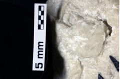 Foto (Detailansicht) von Cyclothyreus sp. (NHMW-GEO-1990-0041-0022)